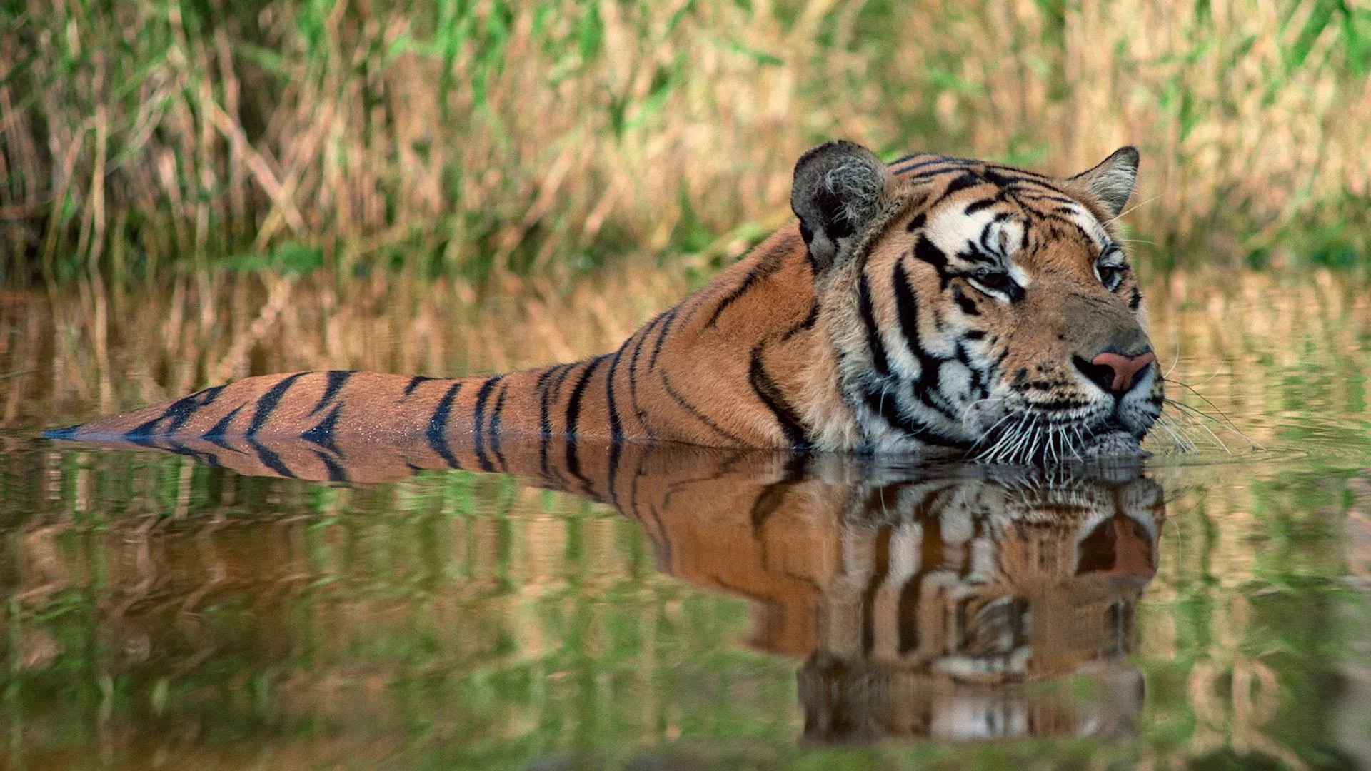 Sunderban Tour Package at West Bengal 
