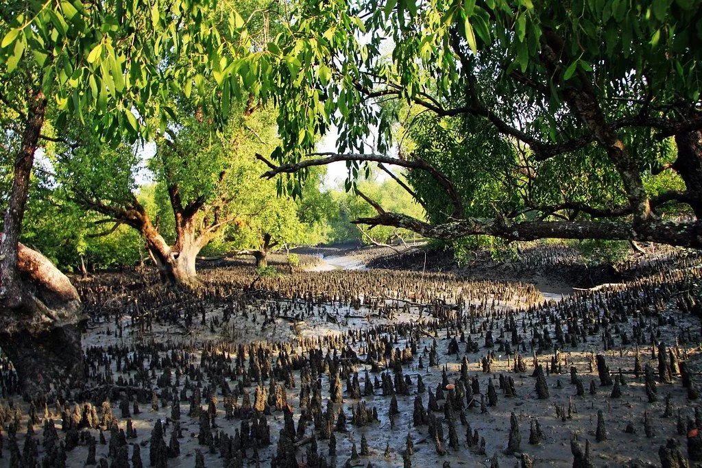 Sunderban Trip Cost from Gothkhali