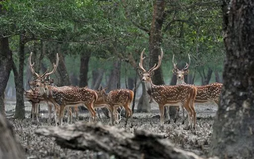 Tour operator for Sundarban Package from Gothkhali 