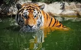 Tour operator for Sundarban Package from Kolkata