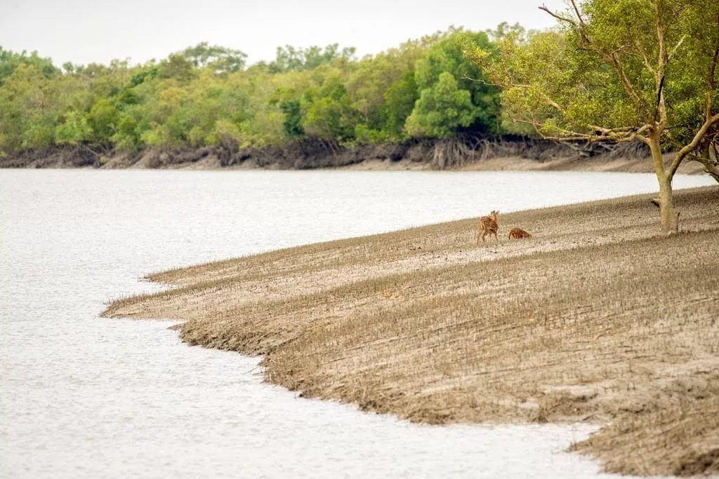 Tour Operator for Sundarban Wildlife Trip
