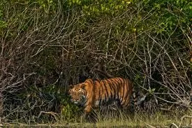 Tour operator for Sundarbans Package from Kolkata