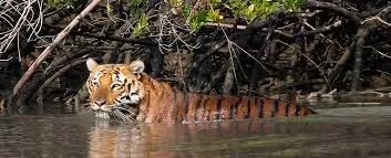 Tour operator for Sundarbans Packages from Chennai