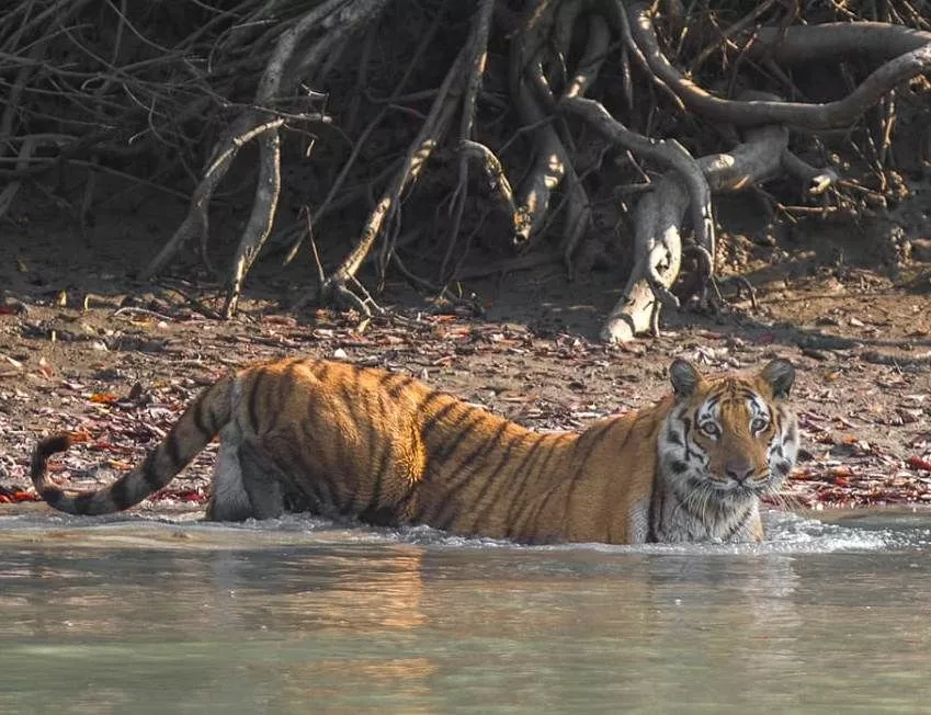 Tour operator for Sundarbans tour from Kolkata