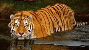 Tour Package of Sunderbans