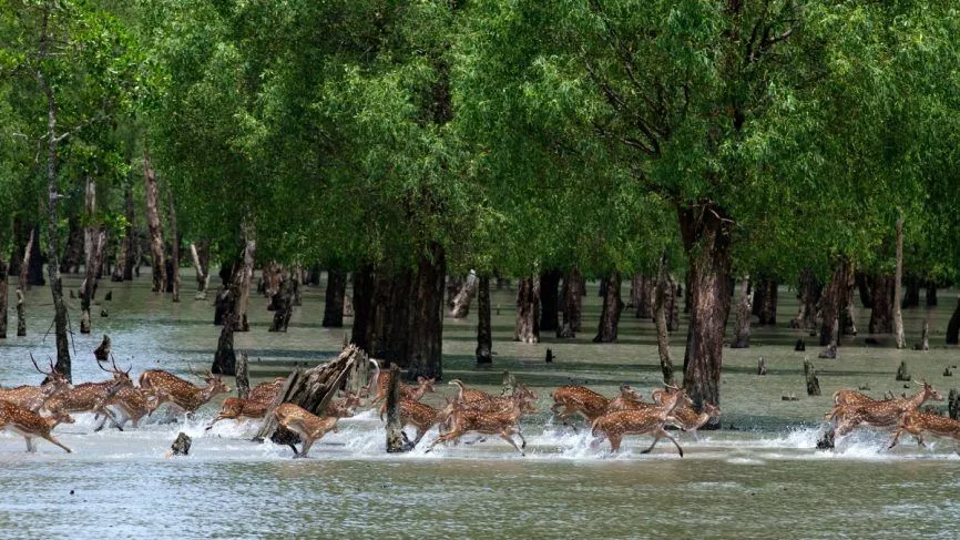 Travel Agency for Sundarbans Package at West Bengal