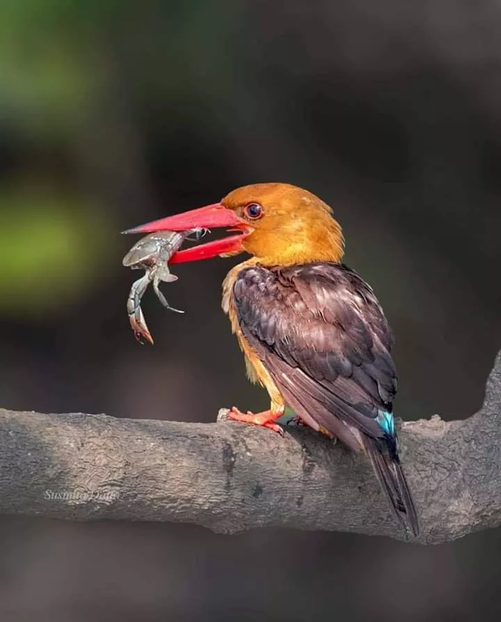 Travel Agency for Sundarbans Wildlife Trip