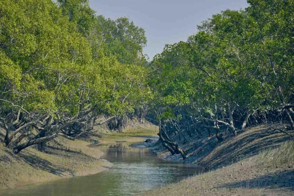 Trip to Sundarban National Park from Gothkhali