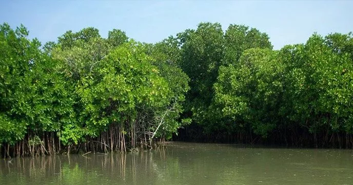 Trip to Sundarbans National Park from Chennai