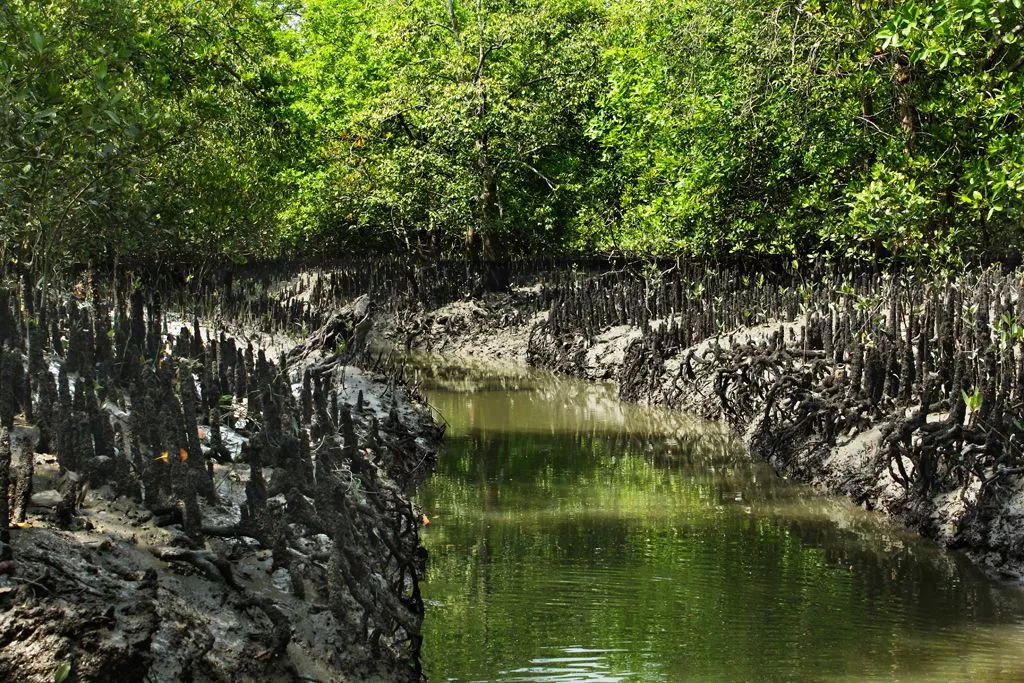 Trip to Sunderban from Delhi