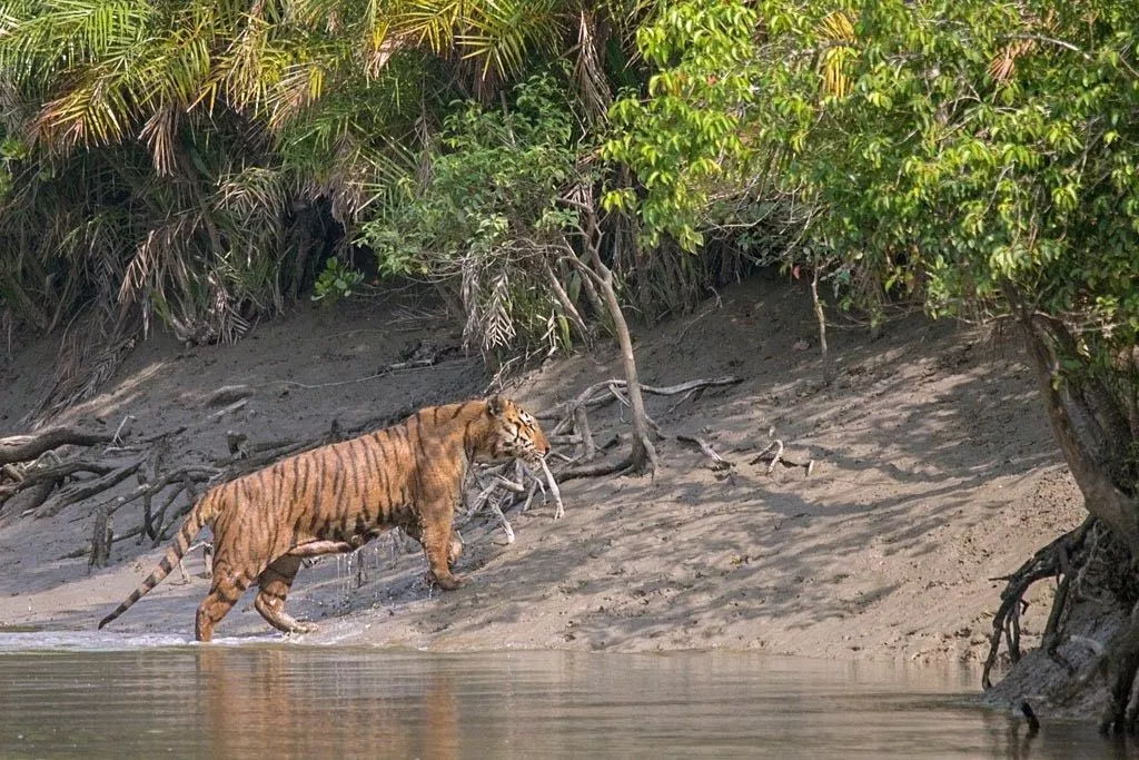 Two nights Three days Sundarbans Luxury Package