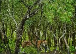 West Bengal Sundarbans Package 