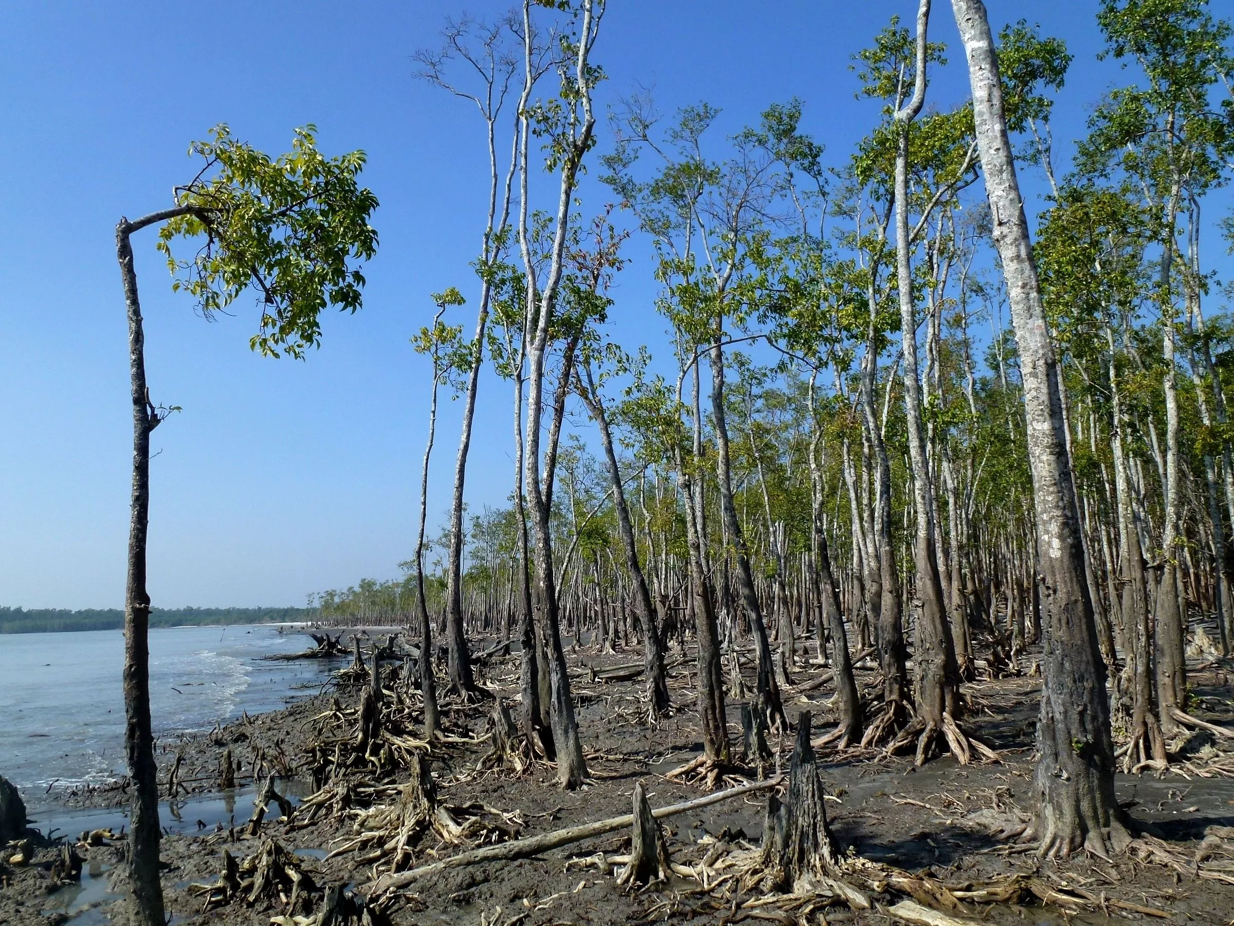 West Bengal Sundarbans Packages