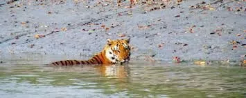 West Bengal Sundarbans Tour Package