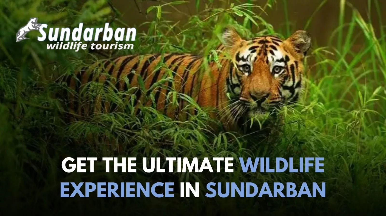 Wildlife attractions in Sundarban 