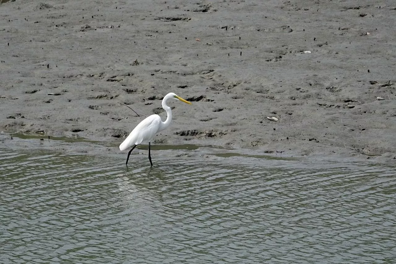 Wildlife of Sundarbans