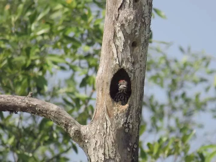 Wildlife Tour to Sunderban