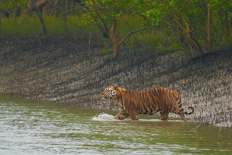 Best Sundarban Tour From Kolkata