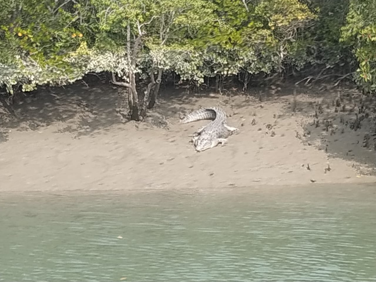 Sundarban Trip: Get Ready for an Unmatched Wildlife Adventure