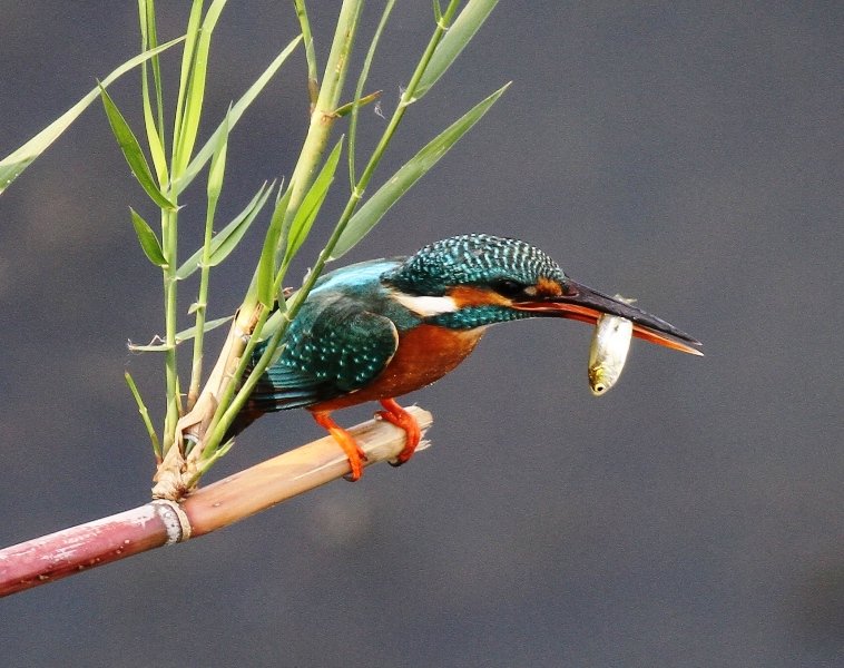 Get the Ultimate Wildlife Experience in Sundarban