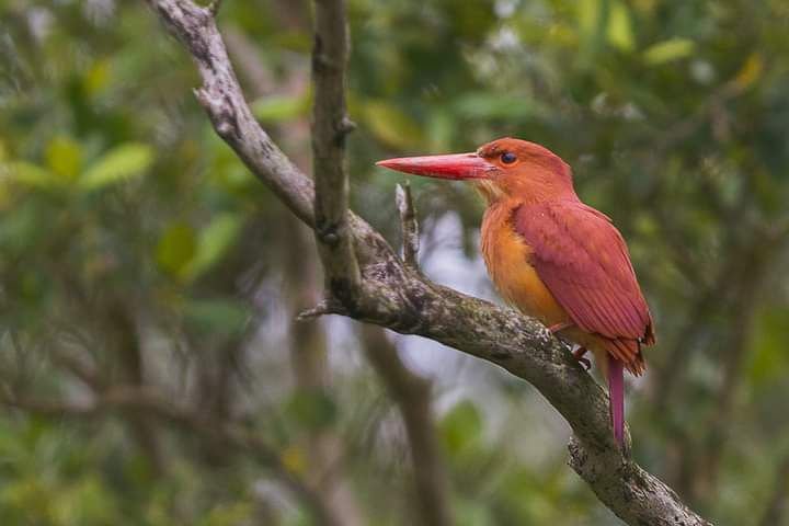 Sundarban Wildlife Photography Tour:  Enjoy the thrill of the jungle on Boat