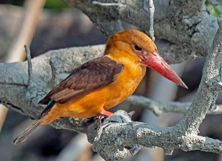 Hotel Booking Sundarban: Reserve Your Stay in the Wild