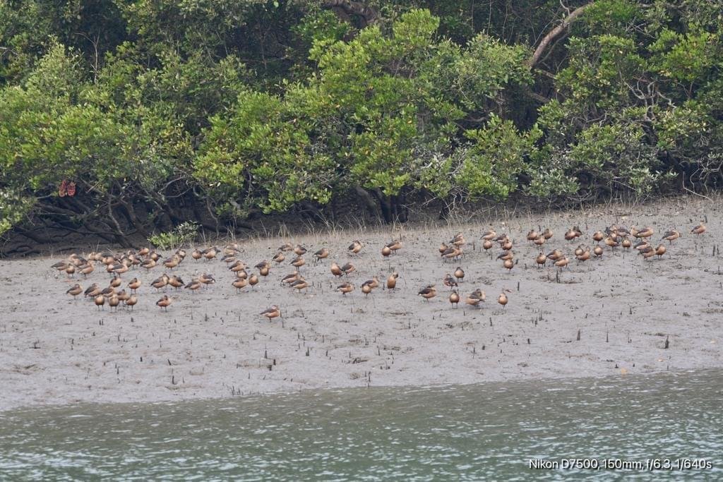 Exploring the Enchanting Sundarban Tour : Into the Wild Delta
