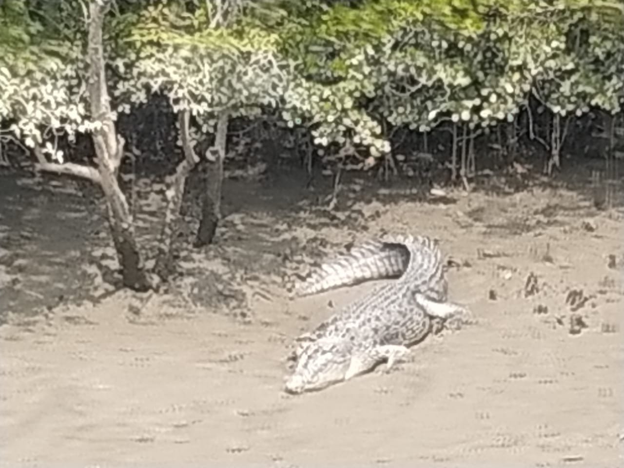 Sundarban Tour Guide: Best Time to Visit, Cost, & Travel Tips