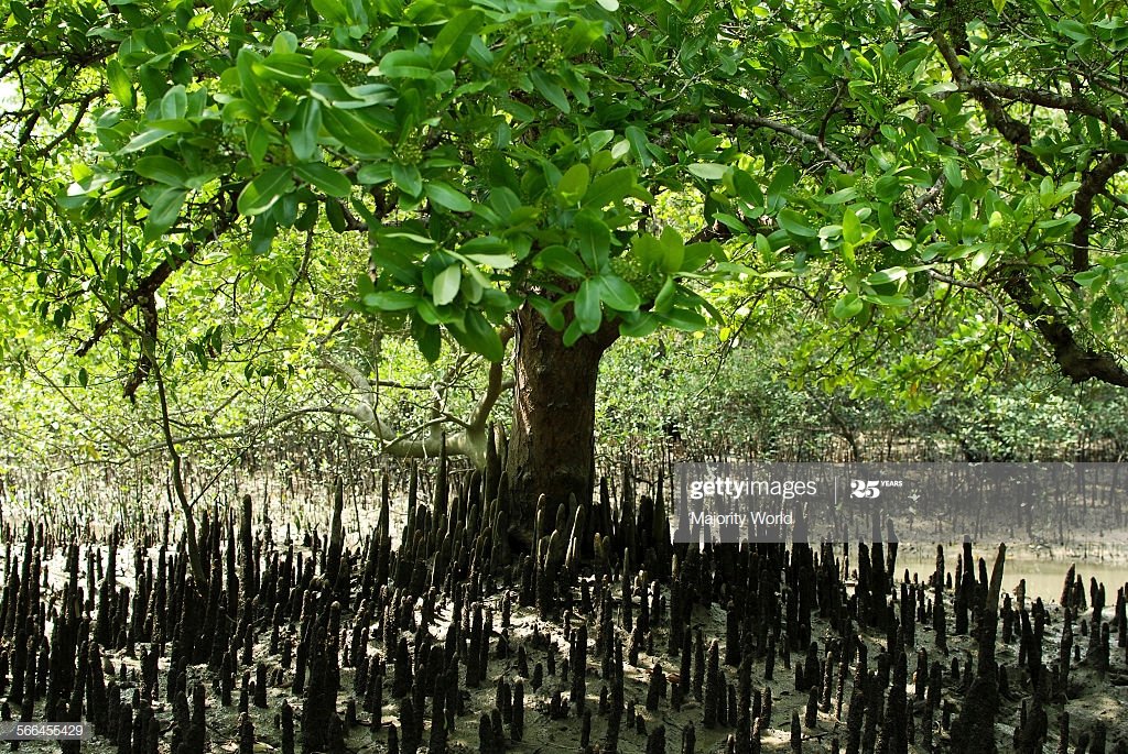 Embark On An Excursion Into Nature's Strange Wonderland With A Sundarban Tour