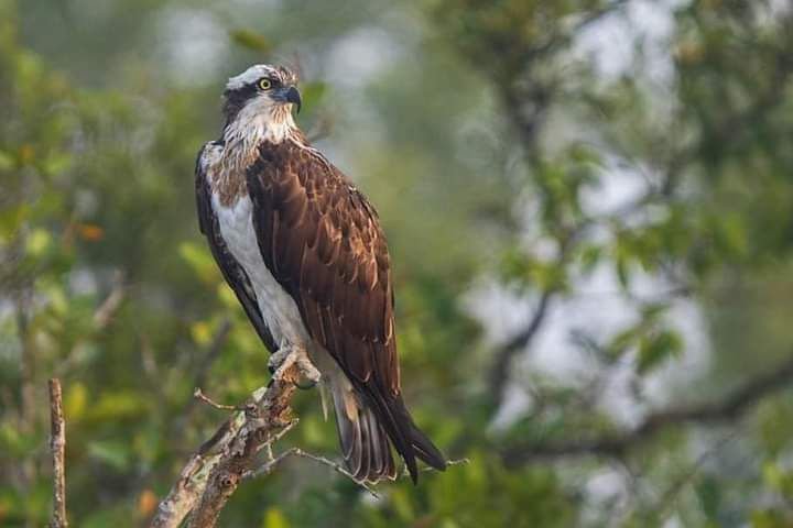 Sundarban in Winter: When Nature Whispers, "Come Closer"