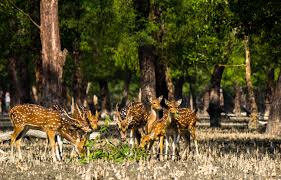 Sundarban Wildlife Photography Tour Package
