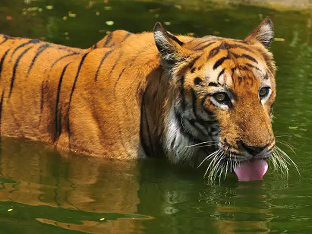 Sundarban Luxury Tour Package