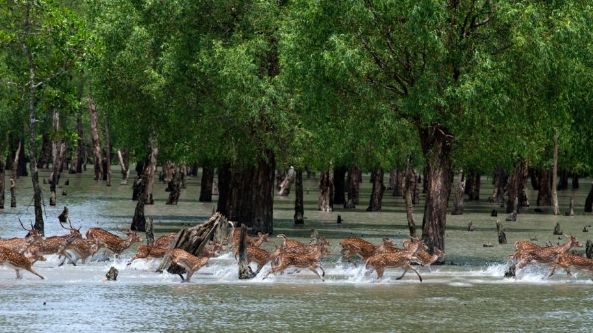 Sundarban Family Tour Package