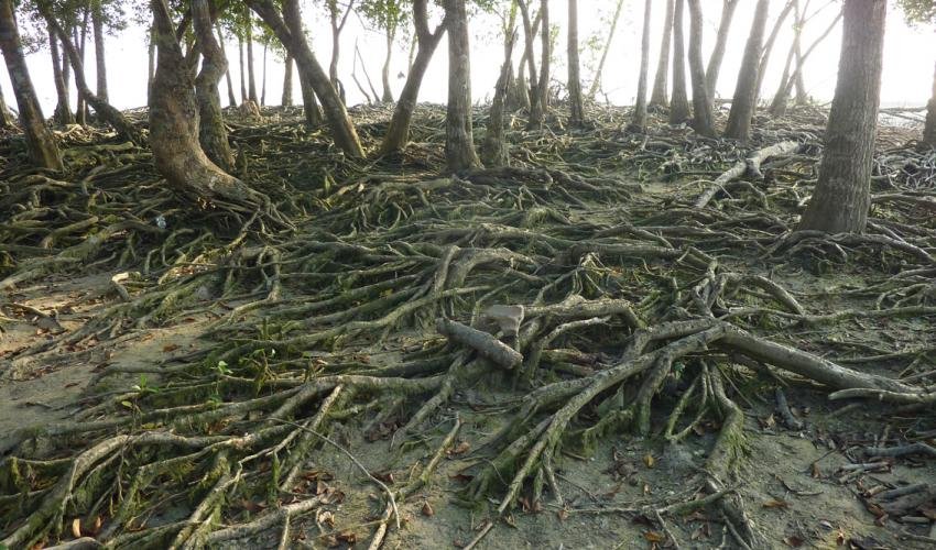 Sundarban Affordable Tour Package