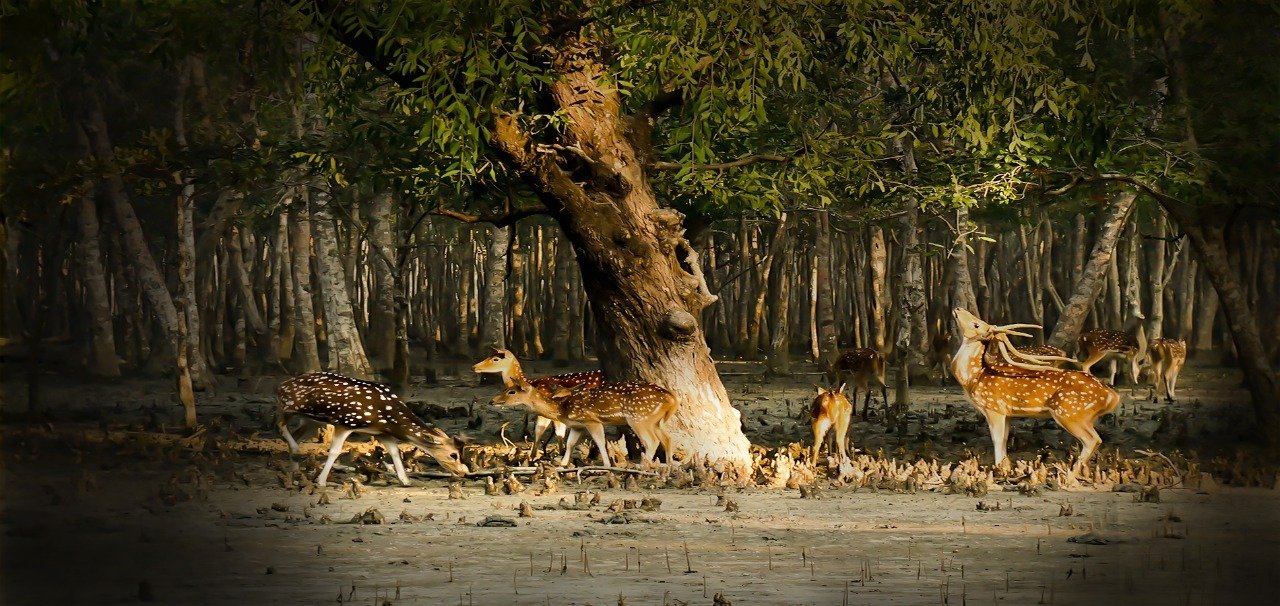 Sundarban 1 Night 2 Days Tour Package