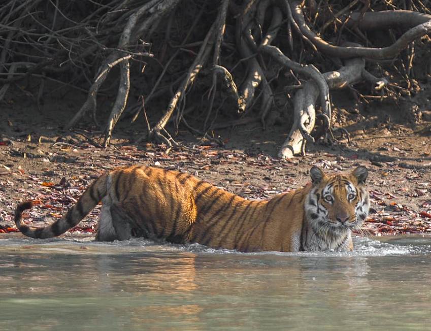 Sundarban Wildlife Tour Packages